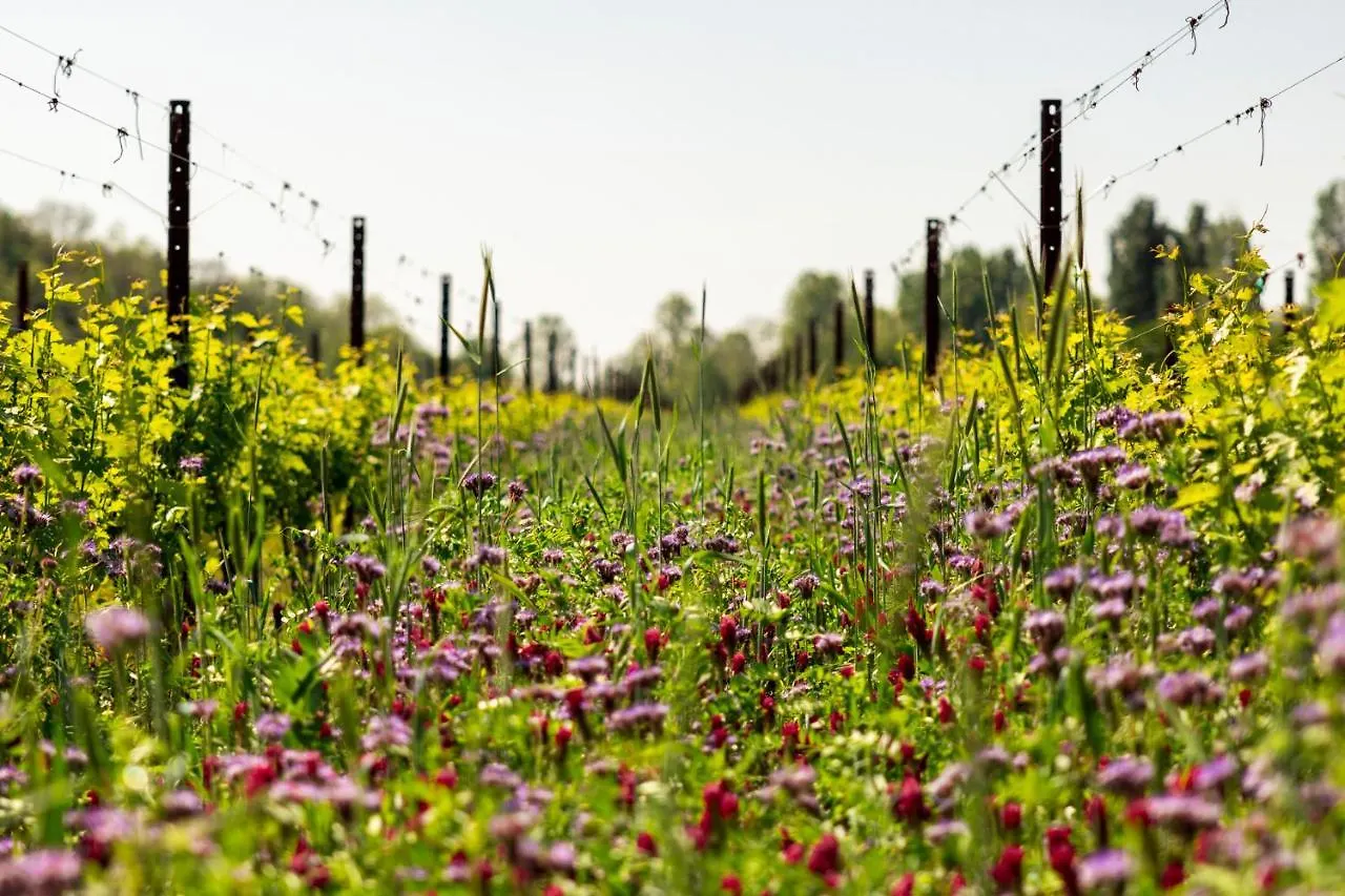 Musella Winery & Relais ξενώνας San Martino Buon Albergo 0*,  Ιταλία